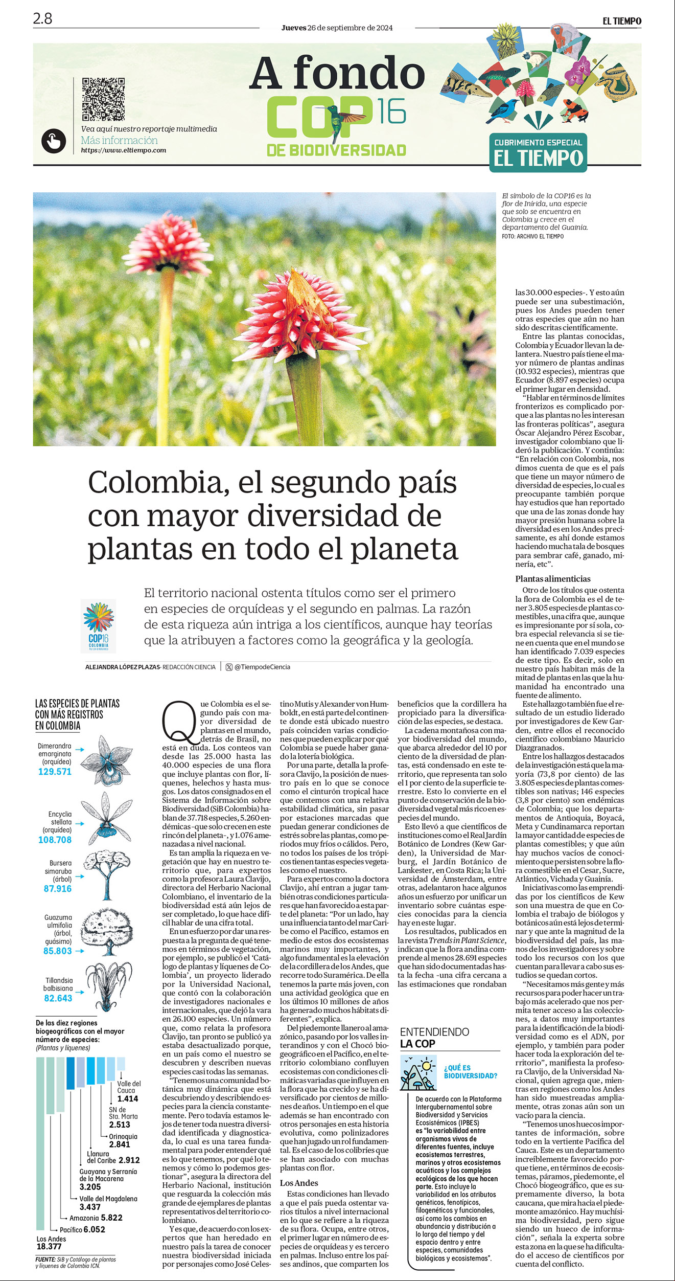 De a poco, la deforestación va destruyendo el bosque virgen de la Amazonia, sin que nada pueda frenarla.